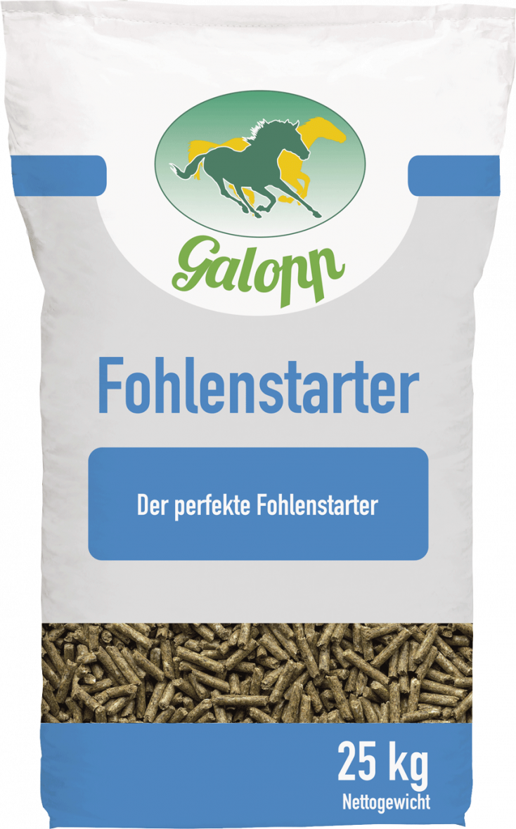Galopp Fohlenstarter